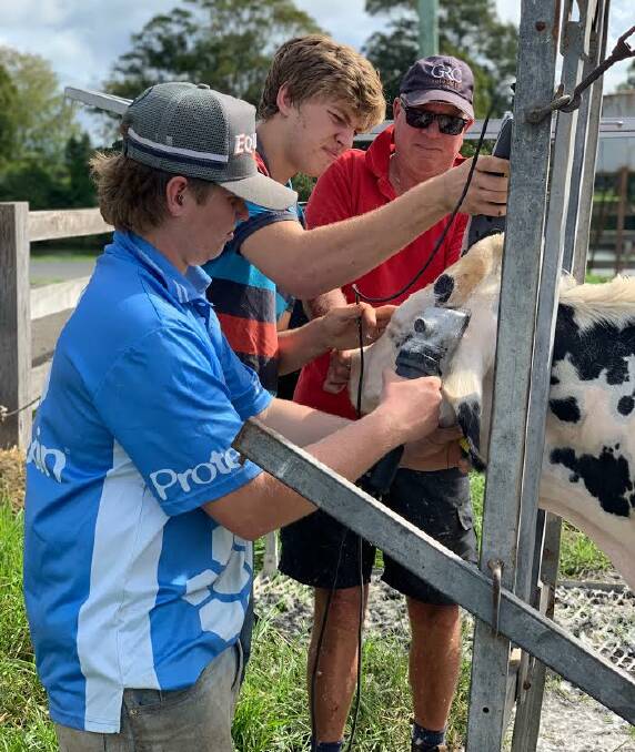 Declan Dries and Alex Schofield helping prepare Coral Hill heifers for the show under the watchful gaze of Brett Mcginn. Photo: Supplied 