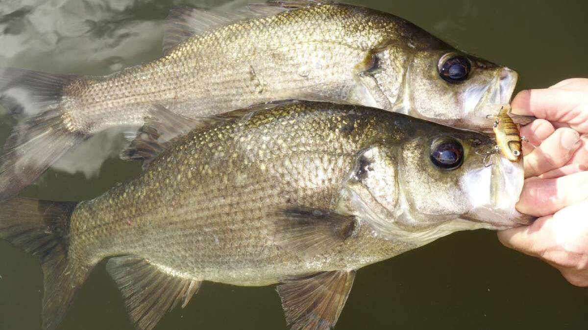 A four-month fishing closure from May to August had been in place to protect Australian Bass and Estuary Perch during spawning. Photo supplied