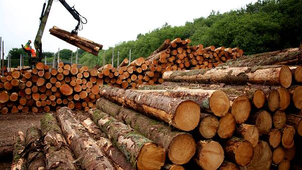 Unions call for more logs, plantations to fix timber shortage