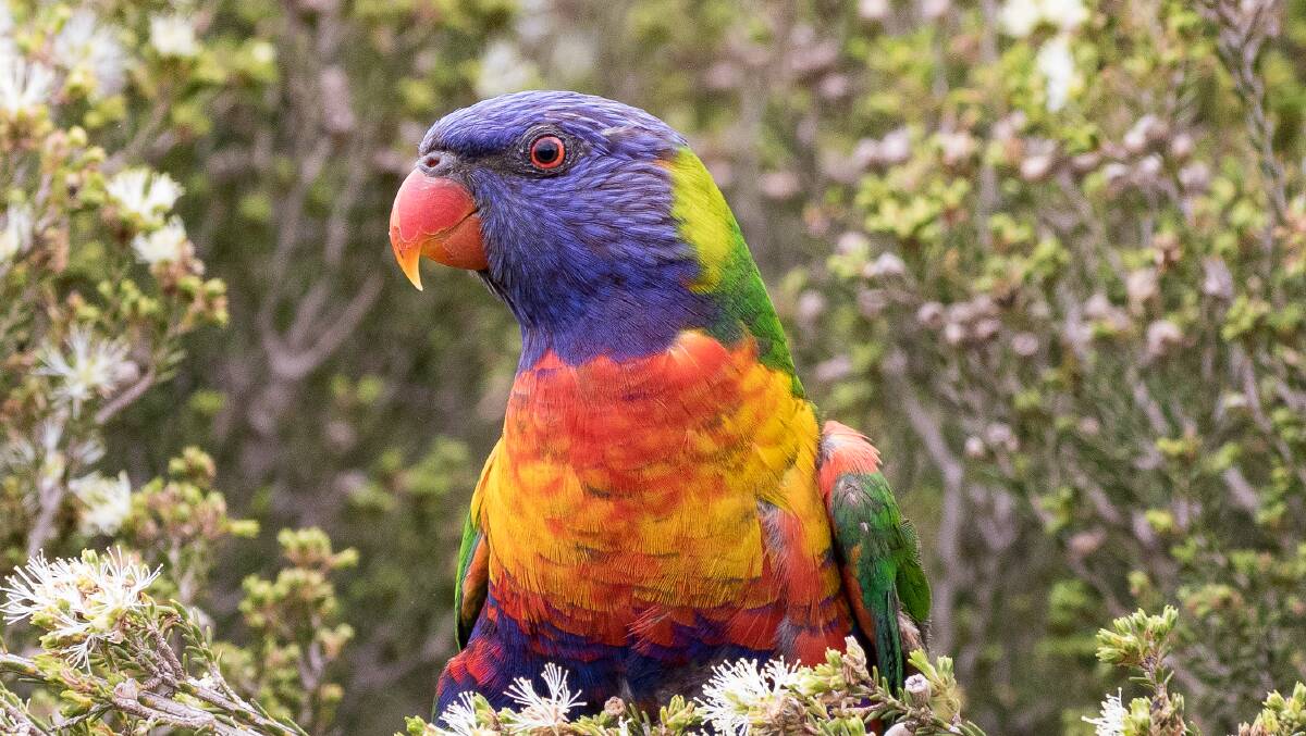 The rise of the Rainbow Lorikeet highlights the changes in Aussie backyards over the past half century.