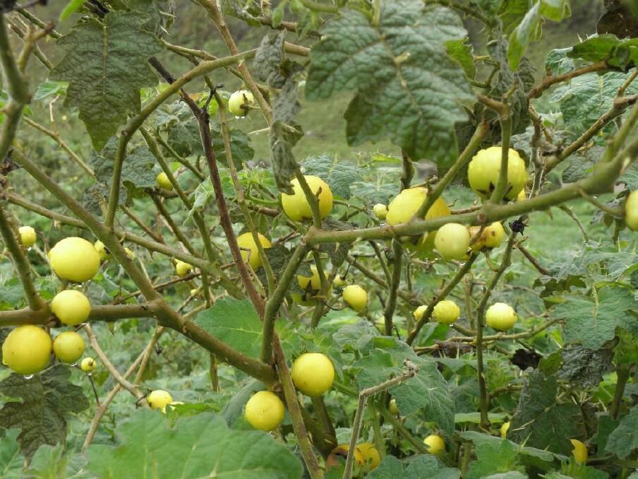 FUND: Council has received a grant to assist with eradicating the invasive weed, Tropical Soda Apple. 