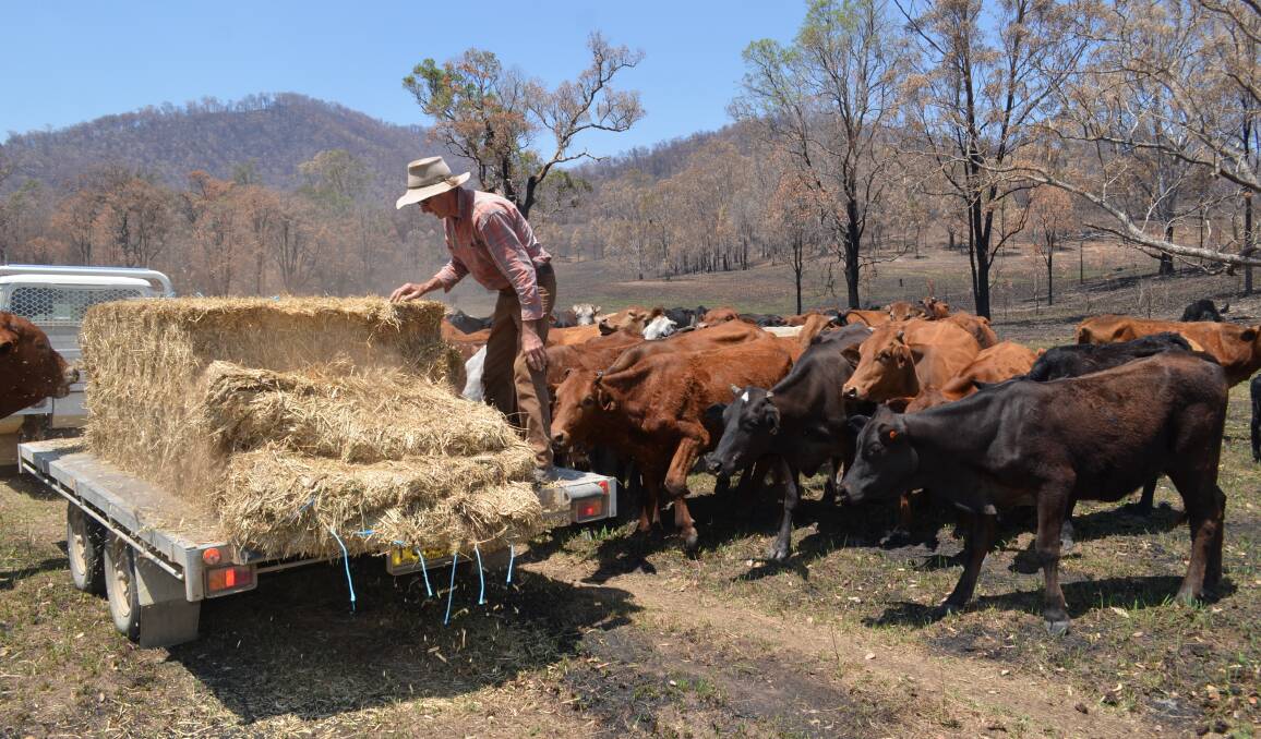 David O'Neill feeds has been feeding his cattle for the past four months. Photo: Callum McGregor