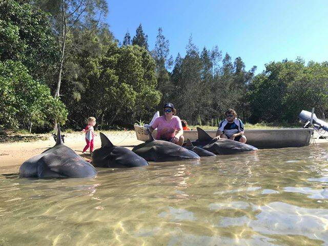 The sharks were caught in the Macleay River on the morning of Monday December 31.