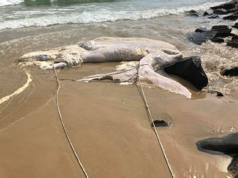 The whale carcass has been at Big Hill beach near Crescent Head for the past week. Photo: Dirk Morris
