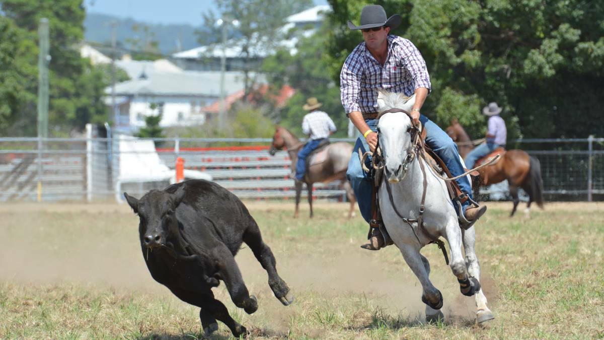 A competitor at the Gladstone Campdraft last year. Photo: Penny Tamblyn
