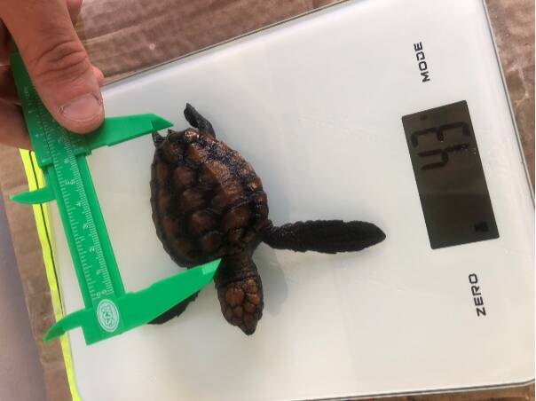Seabreeze the turtle has been cared for by the marine specialist team at Dolphin Marine Magic at Coffs Harbour.