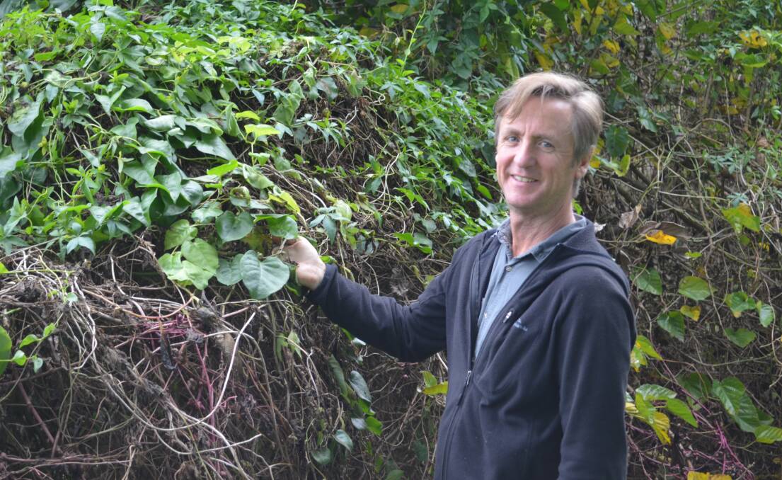 Landcare Officer Andy Vinter is concerned about the impact of the introduced vine weeds Madiera Vine and Cats Claw Creeper on the Macleay Valley.
