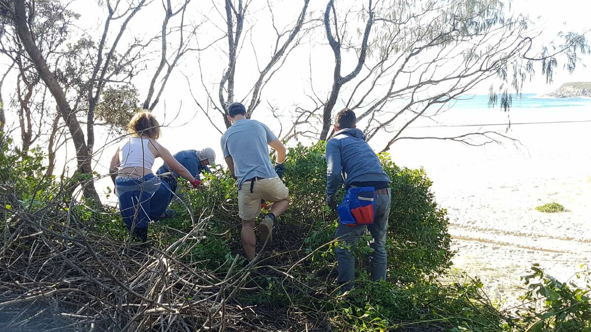 Dedication: Members from the Crescent Head-Point Plomer Dune Care group hard at work. Photo: Supplied.