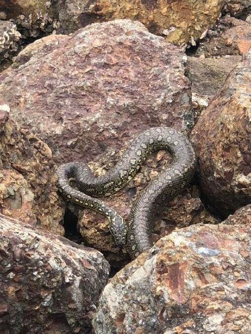 Holidaymaker Tamika Woolnough captured an image of the snake laying on the rocks at Crescent Head.