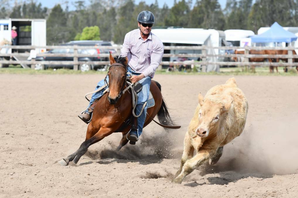 Local Tim McCarthy competing at the Gladstone Campdraft earlier this month. Photo: Penny Tamblyn