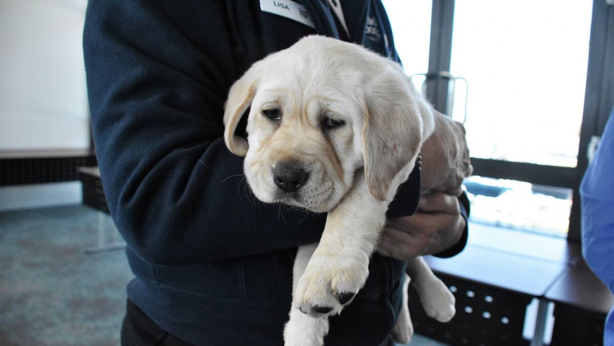 Adorable: This gorgeous Labrador puppy will hopefully go on to make a fine guide dog