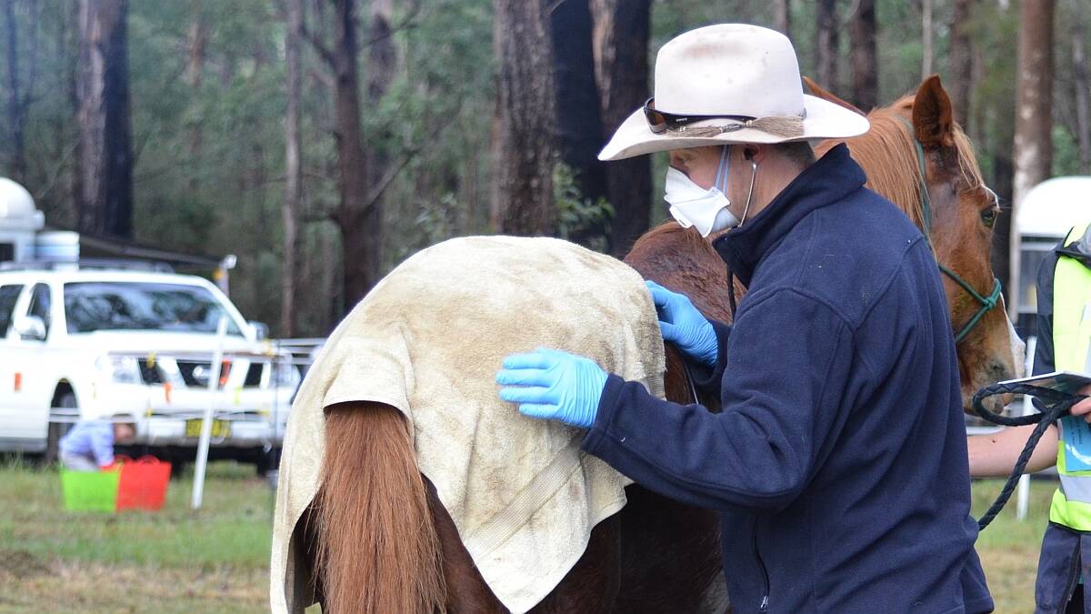 Kempsey veterinarians are urging owners to vaccinate their horses against Hendra virus. This picture taken at the Kundabung Endurance ride shows a horse being examined for fitness not Hendra virus.