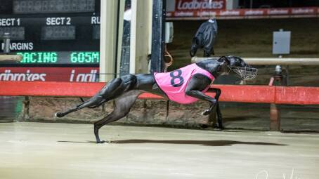 Bella Una seen winning the Ladbrokes Country Classic, is a big chance of the Dubbo Double on Saturday. Picture supplied