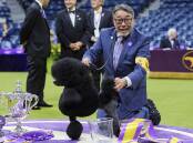 Sage, a miniature poodle, has taken out the top prize in the Westminster Kennel Club Dog Show. (AP PHOTO)